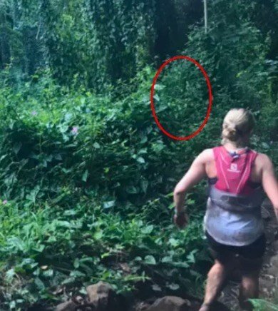 Woman snaps photo running through rainforest – later spots haunting detail in the bushes