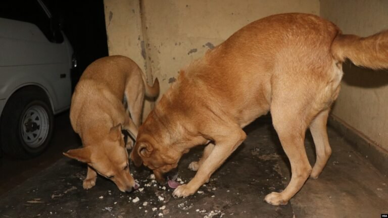 Aflatoxin kills hundreds of dogs in southern Malawi