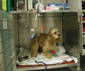 Dogs keep dying: Too many owners remain unaware of toxic dog food