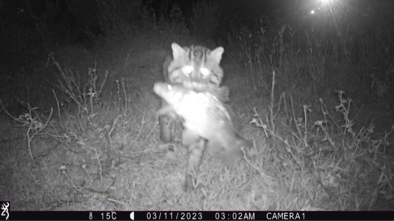 Fishing cats misunderstood, misidentified in Nepal’s Kapilvastu