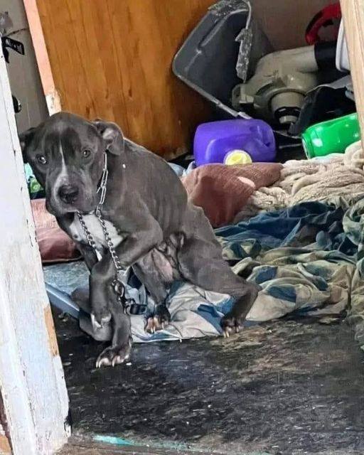 I CAME TO CLEAN OUT A FORECLOSED HOUSE—AND FOUND HER CHAINED TO THE FLOOR