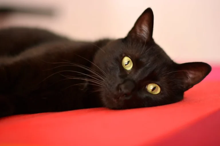 More Than A Witch’s Best Friend — Clearing Misconceptions About Black Cats