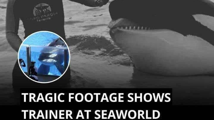 P3. Footage captures SeaWorld trainer’s tragic incident after brutal whale attack