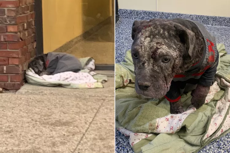 Sick Puppy Abandoned in Winter Weather Is Nursed Back to Health and Gets a New Name Inspired by a Tough NFL Team