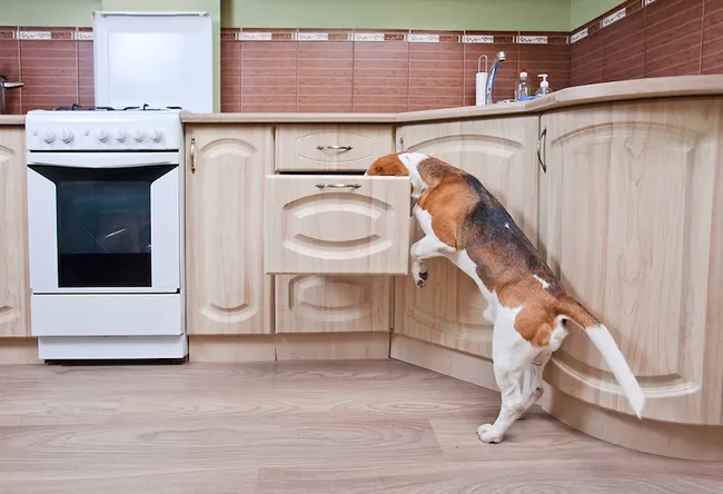 These 7 Foods Cause the Most Pet Deaths