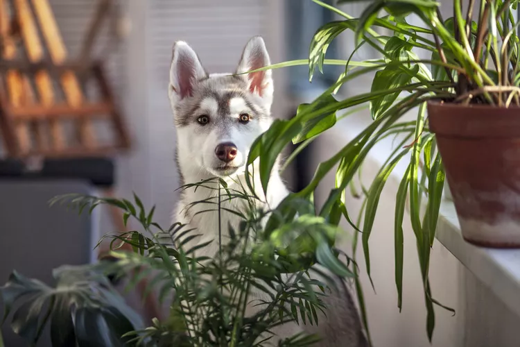 What to Do If Your Dog Eats Poisonous Plants