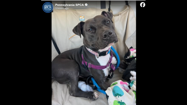 ‘Desperate plea’ issued for longtime shelter dog who suffered devastating setback