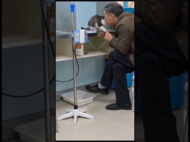 A cat that comforts sick people
